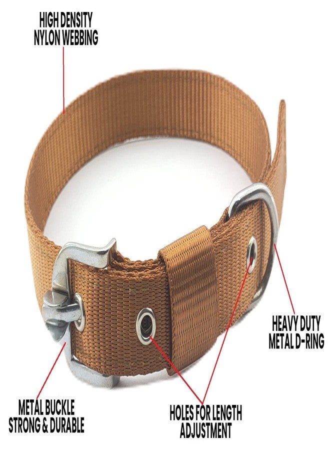 Pups&Pets طقم حزام للكلاب من Pups&Pets يتضمن طوق نايلون مقاس 1 بوصة مع سلسلة متينة للكلاب بطول 63 بوصة (ذهبي) - Image 3